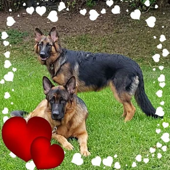 Meet your Posher, Robin - Picture 1 of 1